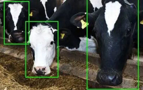 állategyed számláló rendszer