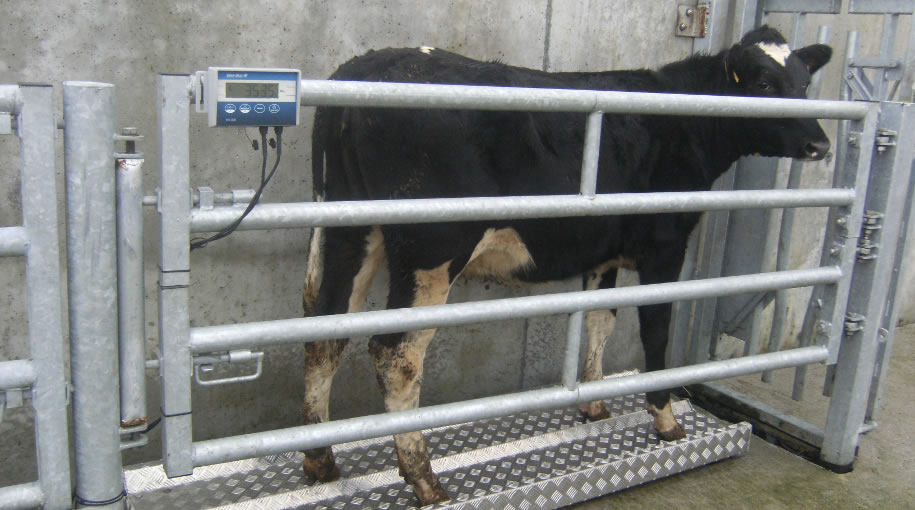 Állatok tömegmérése