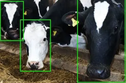 állategyed számláló rendszer